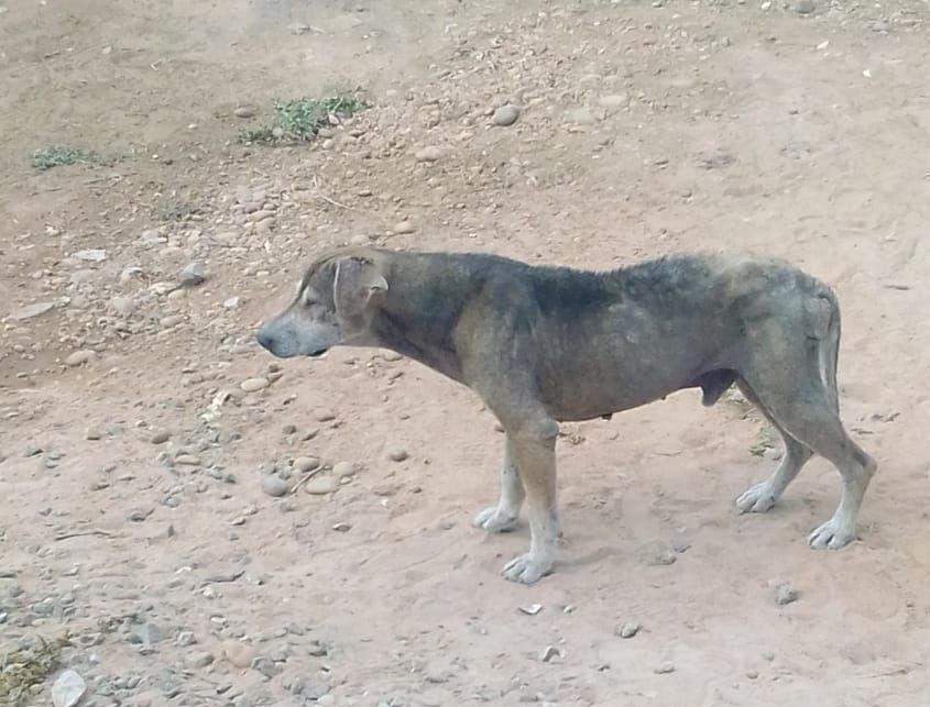 Cão magro