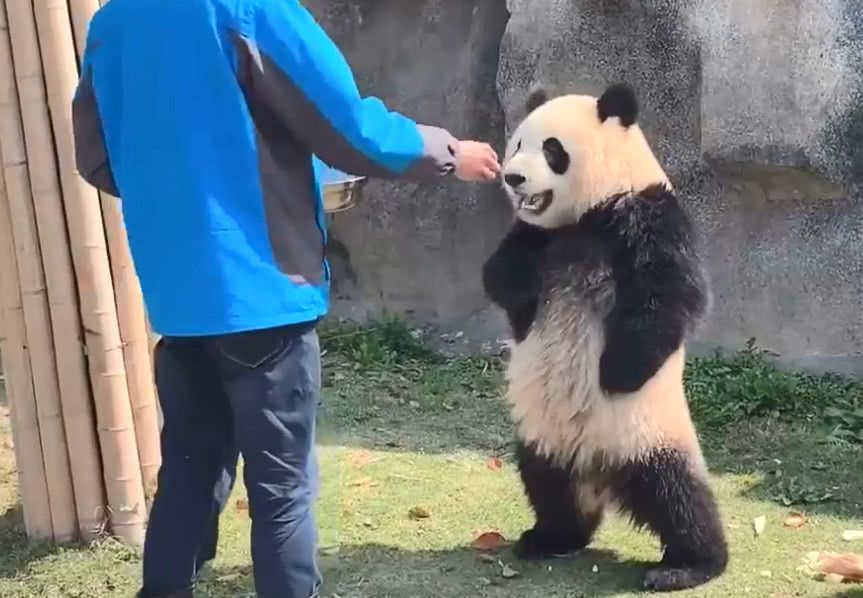 panda