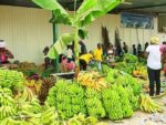 Mais de 235 milhões são arrecadados na 12ªedição da Feira da Banana do Bengo
