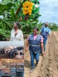 CUANZA-NORTE: Massangano reforça aposta na produção de Banana, Peixe, aves e suínos